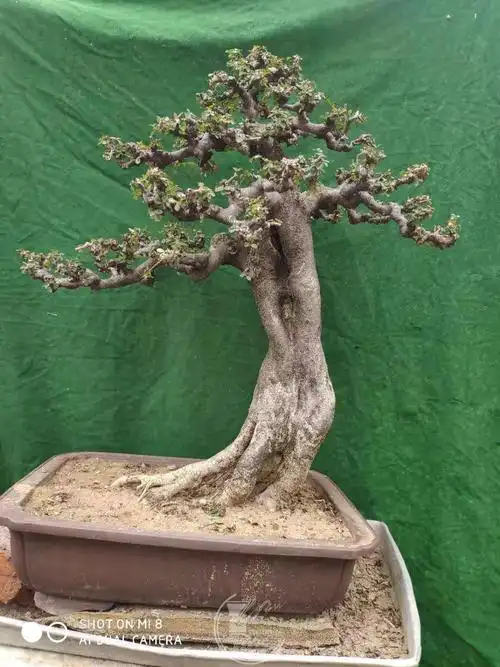 一盆对节白蜡请批评