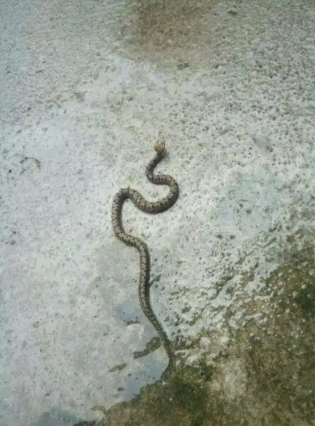 原矛头,俗称笋壳斑,(剧毒蛇)我印象中农村伤人最多的毒蛇,听到这个