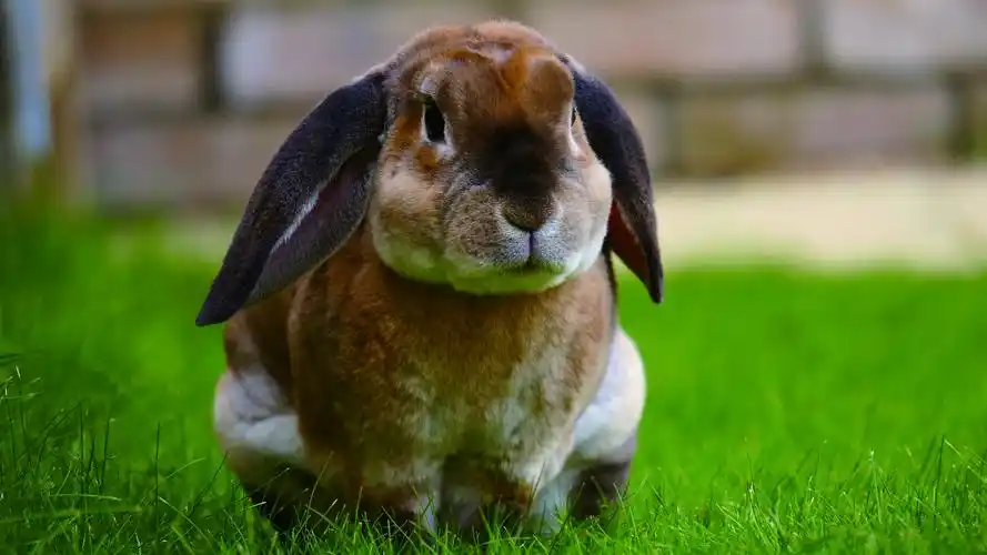 可爱的小兔子文艺小清新写真,动物-回车桌面