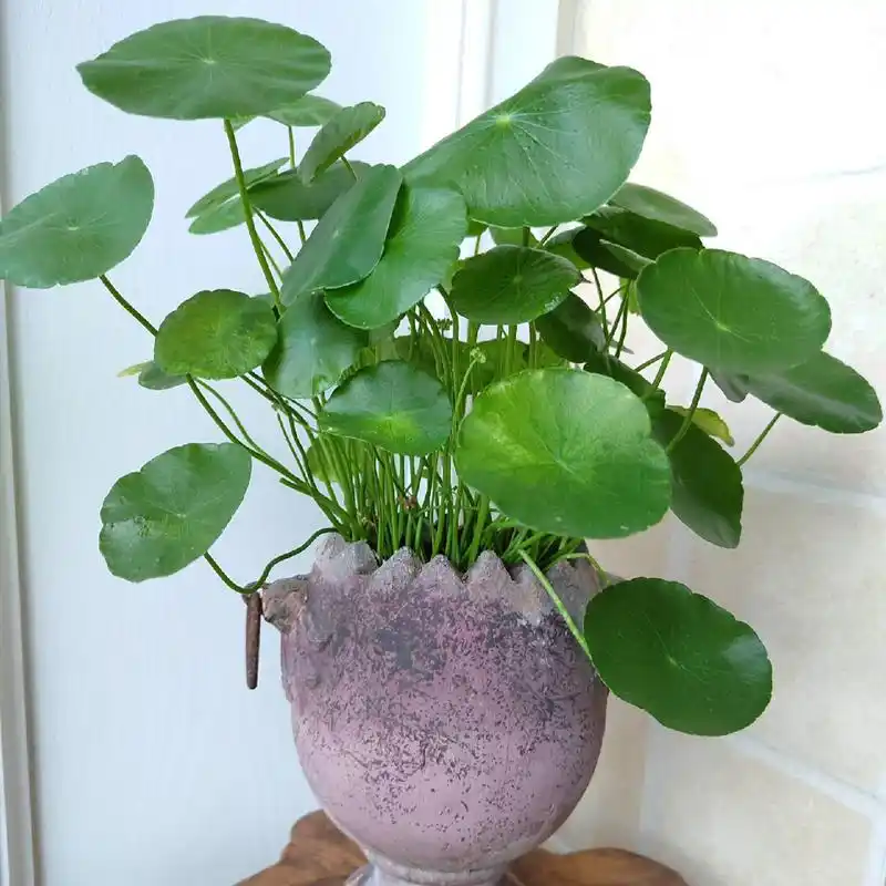 每天认识一种绿植:"财源滚滚"铜钱草 91名称:铜钱草 00别名:钱币