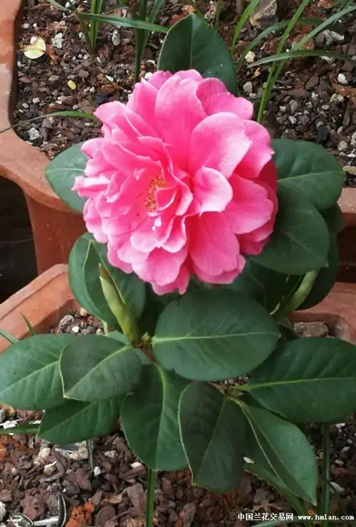 2018开品——恨天高-茶花篇-中国兰花交易网社区