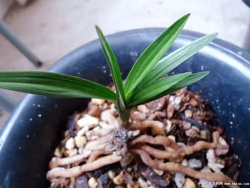 惠兰 矮种 请欣赏!-蕙兰篇-中国兰花交易网社区