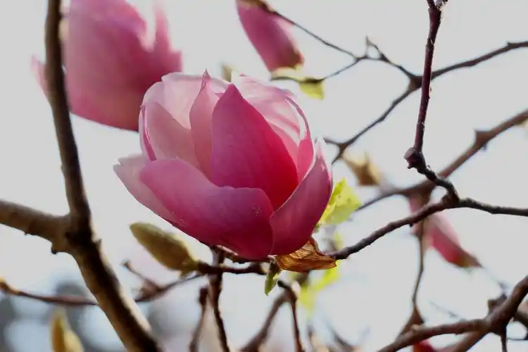 迎春花～玉堂春!2021年拍于珠海市北山村祠堂里的老树玉堂春