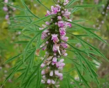 益母草有利尿消肿,收缩子宫作用的作用,是历代医家用来治疗妇科病