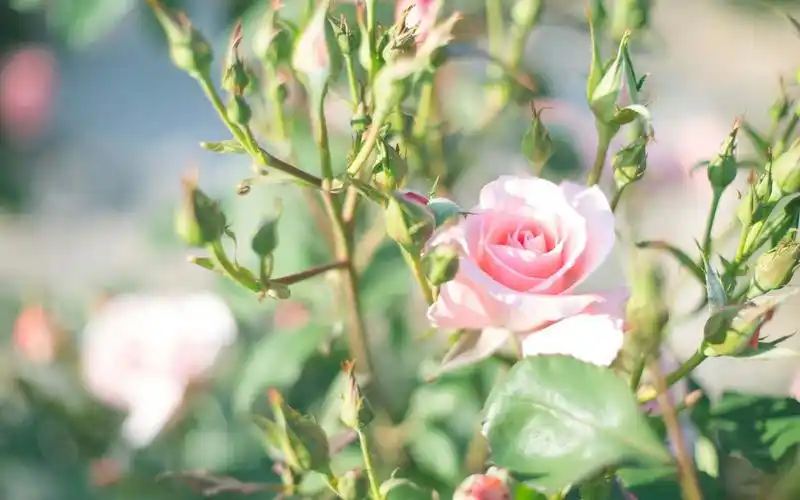 风景,蔷薇,好看,清新,壁纸野蔷薇花电脑桌面壁纸高清绿色