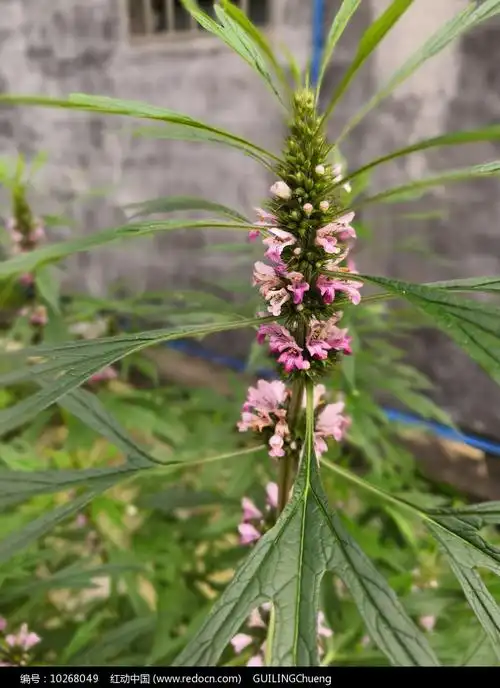 植物图鉴益母草