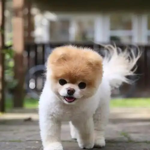 全世界最可爱的狗狗回汪星了谢谢你曾经来过