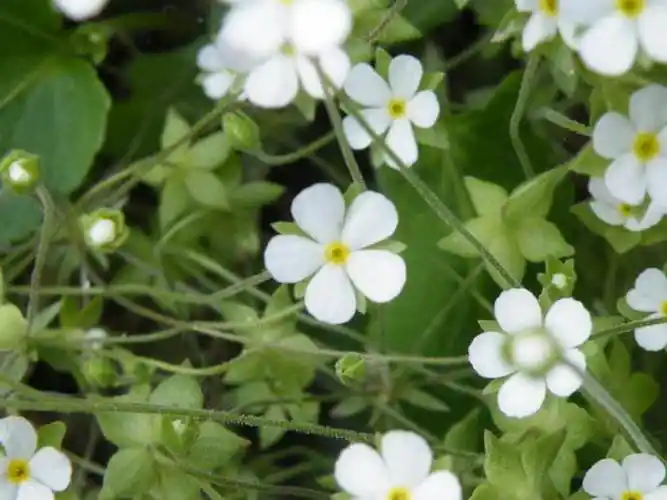 疏花康定点地梅