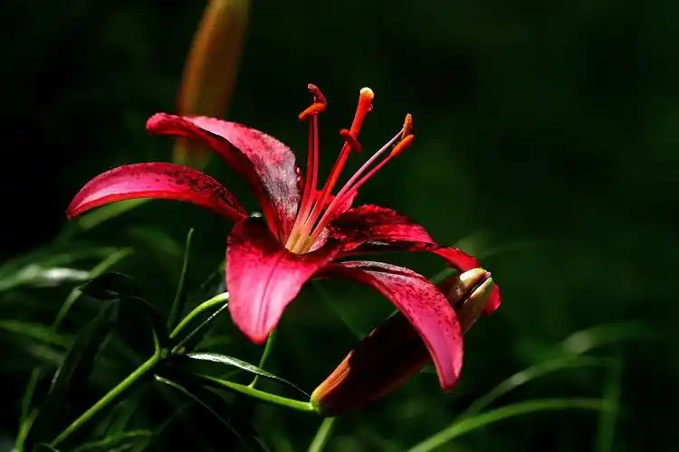 百合花的图片(粉色百合花的图片)