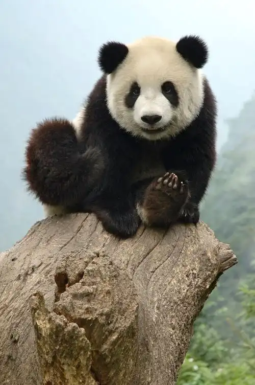 大熊猫我为中国人带盐