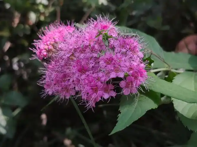 绣线菊花语:祈福 努力