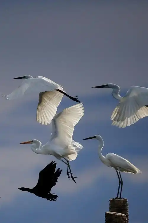 白羽飞鸟,飞行,天空 iphone 壁纸