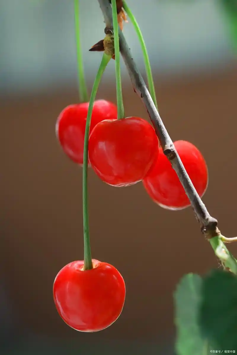 樱桃,这种小巧玲珑,色泽鲜艳,味道甘美的水果,在许多人的心中占据了
