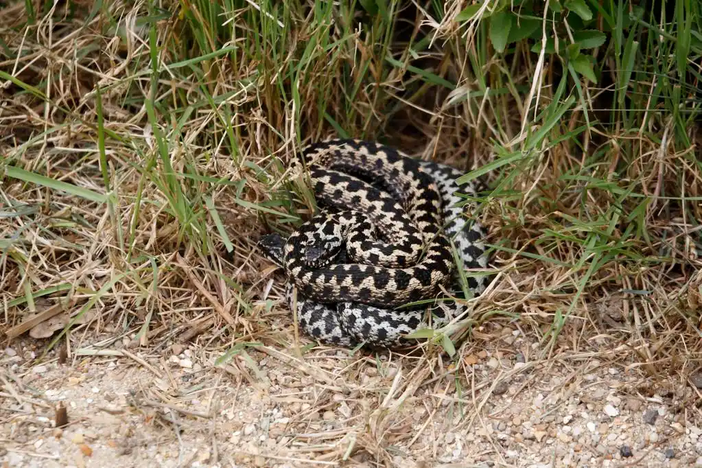 加法器,蝰蛇 berus 或毒蛇