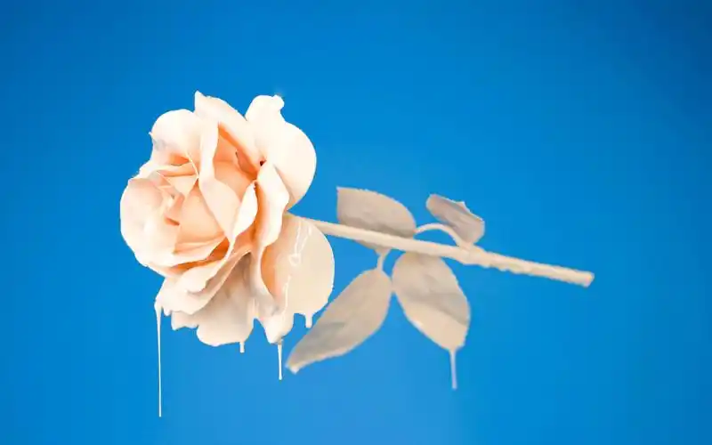 唯美静物简约小清新写真,静物写真-回车桌面