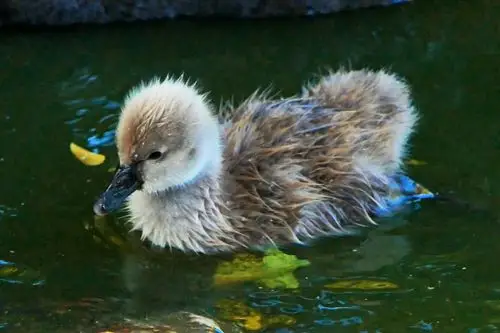一家亲(宣武艺园黑天鹅带刚孵出的小宝宝下水了)