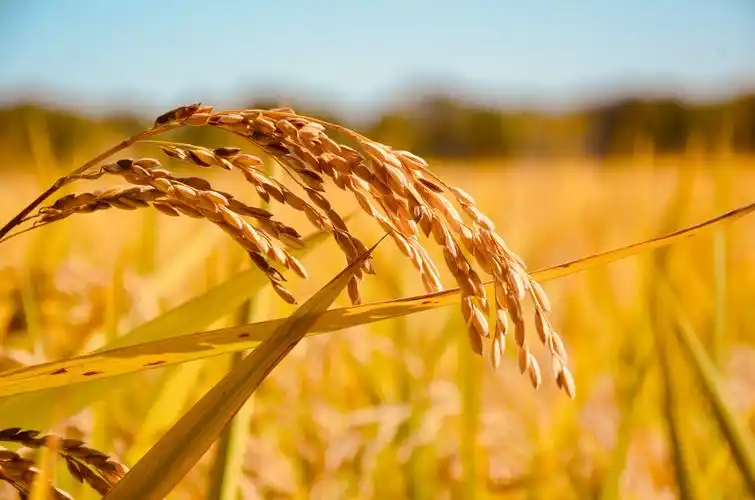 秋收的季节农场里金黄的稻子成熟了