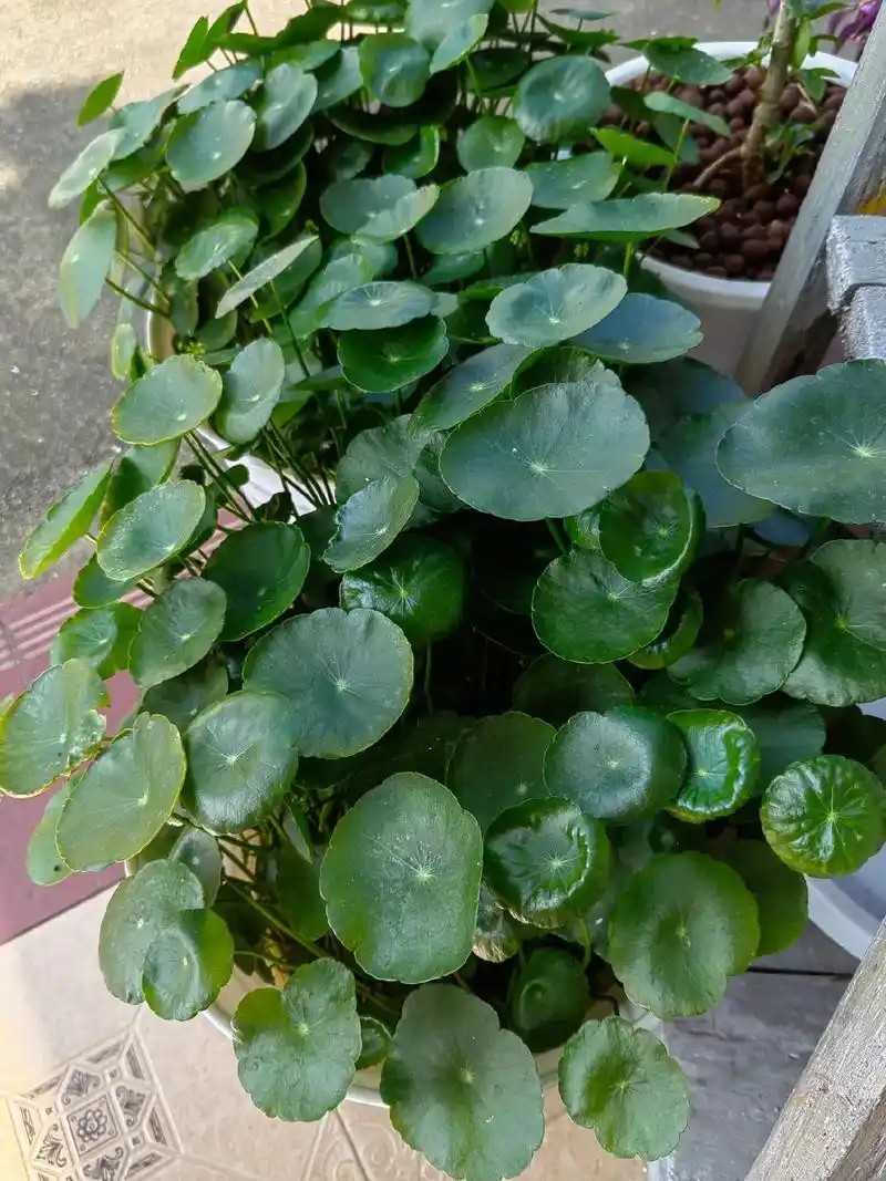 炫耀一下我的铜钱草.#水培植物 - 抖音