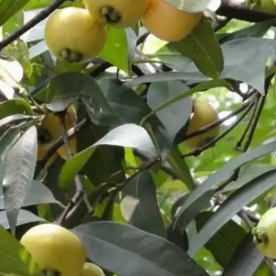 铃铛果的功效与作用多少钱一斤