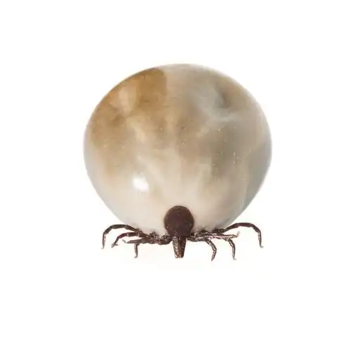 螨虫图片素材id:152774991