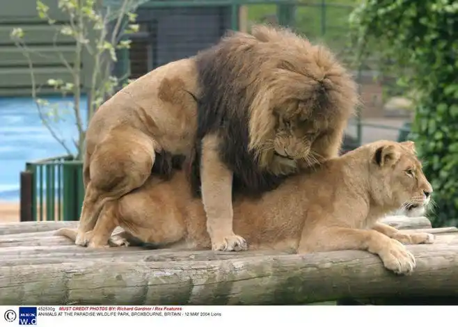 看动物们的春宵一刻:亲热方式比人直接多了(组图)-奇闻异事|娱乐新闻