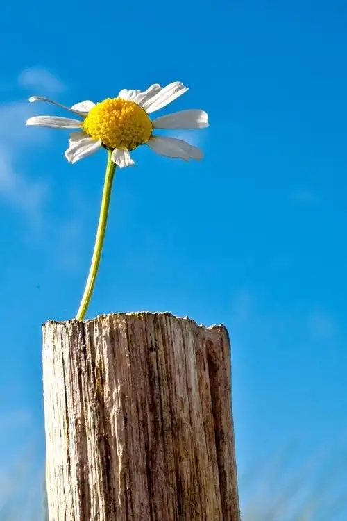 简约风格蓝色自然唯美图片手机壁纸第一辑_风景_手机壁纸下载_美桌网