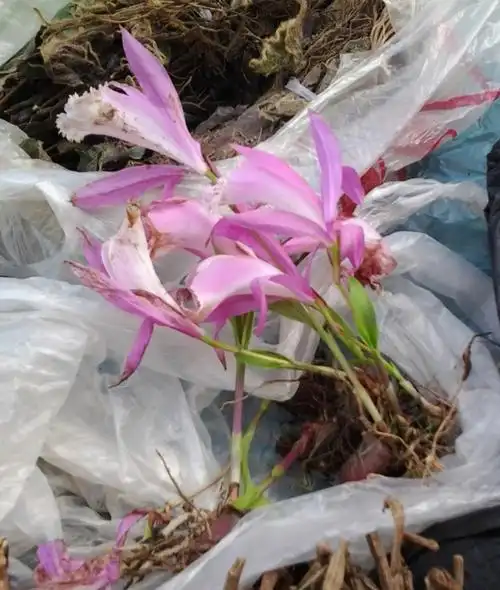 民间草药--独叶一枝花