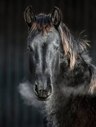 『动物摄影』动静皆宜的黑马