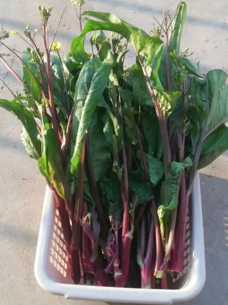 "胭脂红"洪山菜薹竟卖到70元/斤!到底有多好吃,看过来.