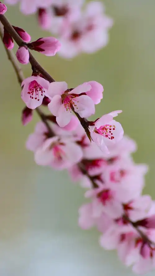 桃花|摄影|风光摄影|景致唯美_原创作品-站酷(zcool)