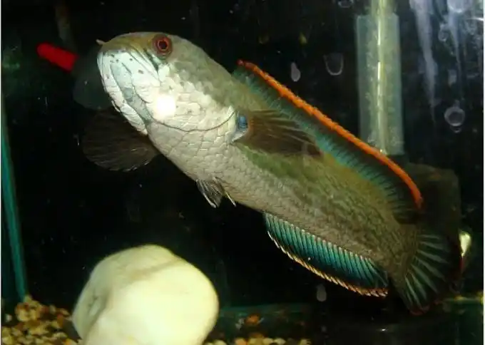 原生南鳢~传说中的国产雷龙