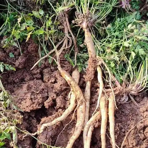 六盘山野生明党参驯化移栽技术分析