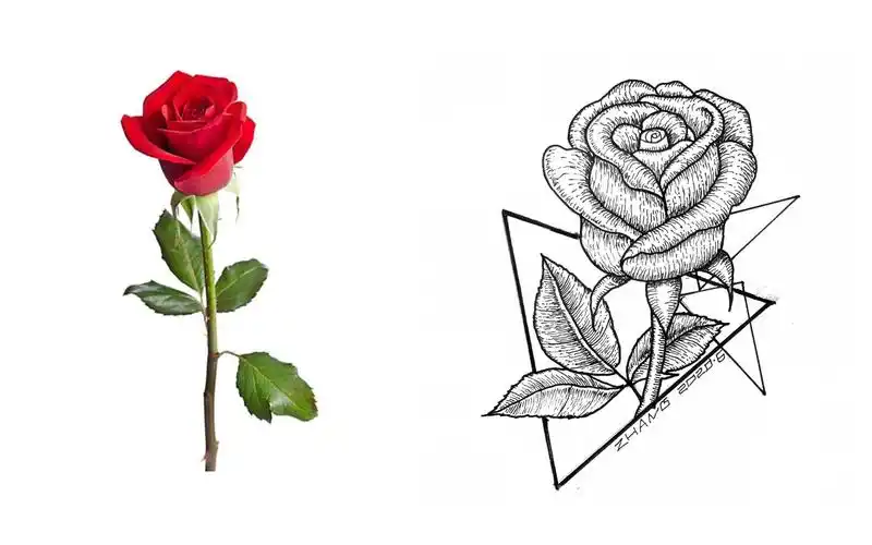 零基础学插画,章鱼哥手把手教你绘制玫瑰花黑白小插画