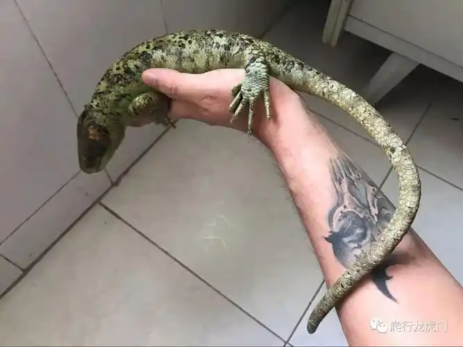 猴尾石龙子被遗忘的龙