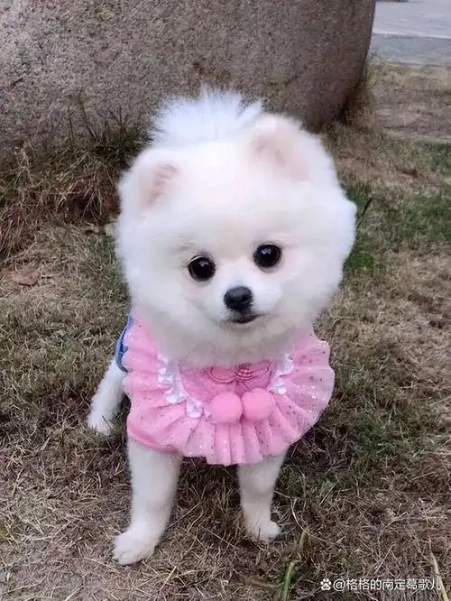 一只小博美犬,勾起了我久远的思念