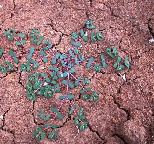 家雀蓑衣,麻雀蓑衣,卧蛋(单)草,雀儿卧蛋(单),小虫儿卧蛋(单),斑鸠窝