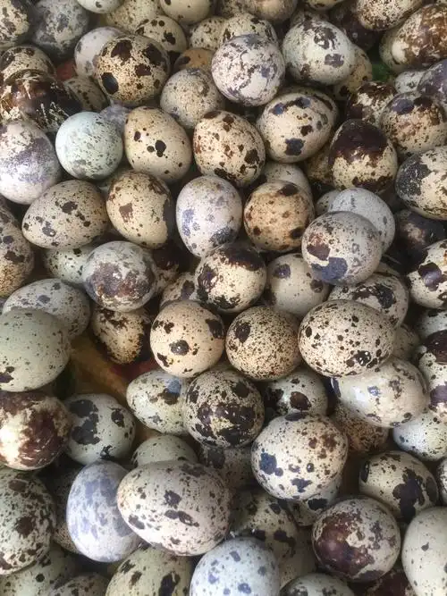 树春鹌鹑蛋,您健康的选择 - 美篇