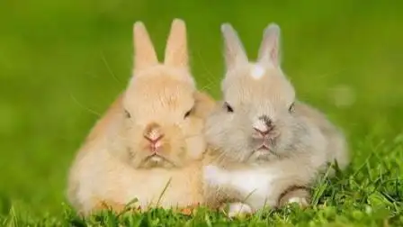 世界最萌的兔子