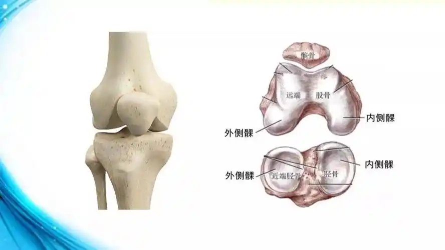 股骨内,外髁与胫骨内,外髁分别组成内,外侧胫股关节