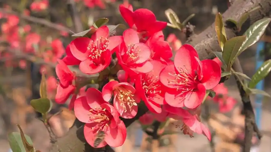 红叶海棠花怎么养殖