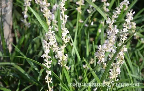 地被植物极耐寒耐旱玉龙草日本矮麦冬金边麦冬麦冬草四季常绿