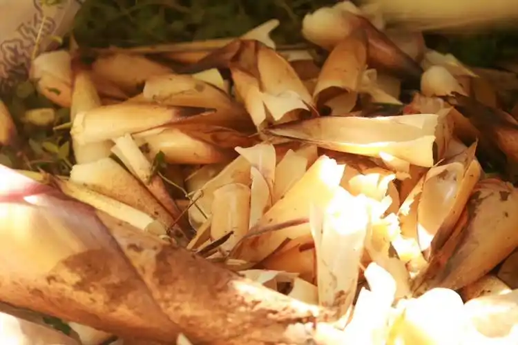 我们留下的笋壳.