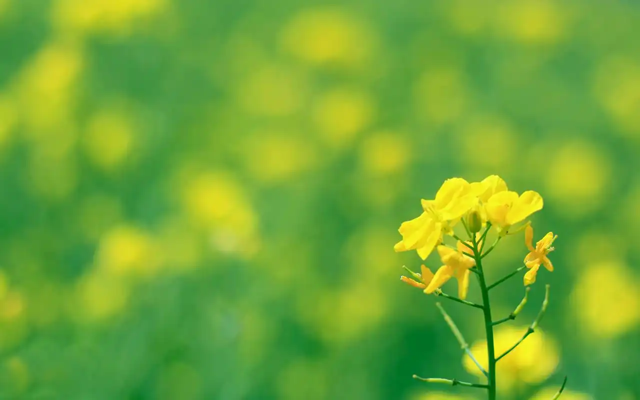 清新唯美花卉高清屏保电脑桌面主题壁纸图片(二)