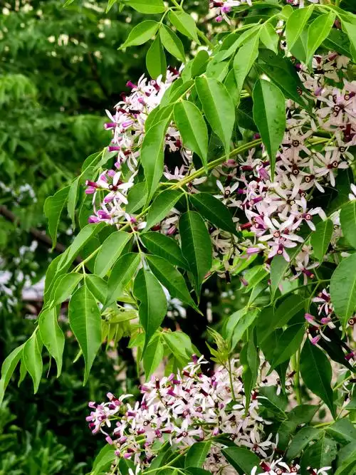 夏初苦楝花开香四溢