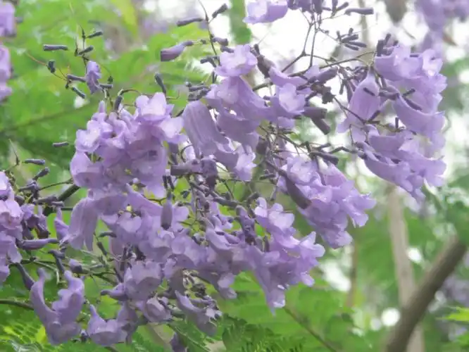 远看一片紫色云,树底仰望剩蓝楹.