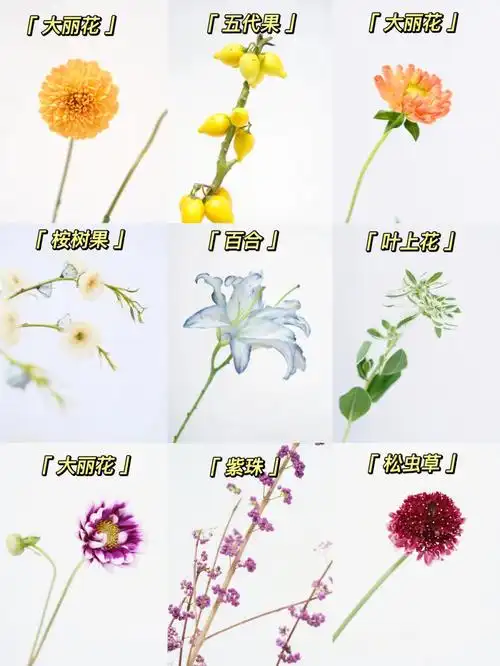 365天每日识花花店常见的小众秋天花材分享