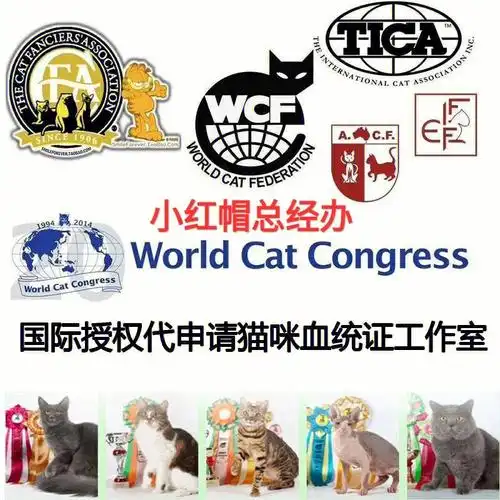 cfawcfticafife协会猫咪血统证
