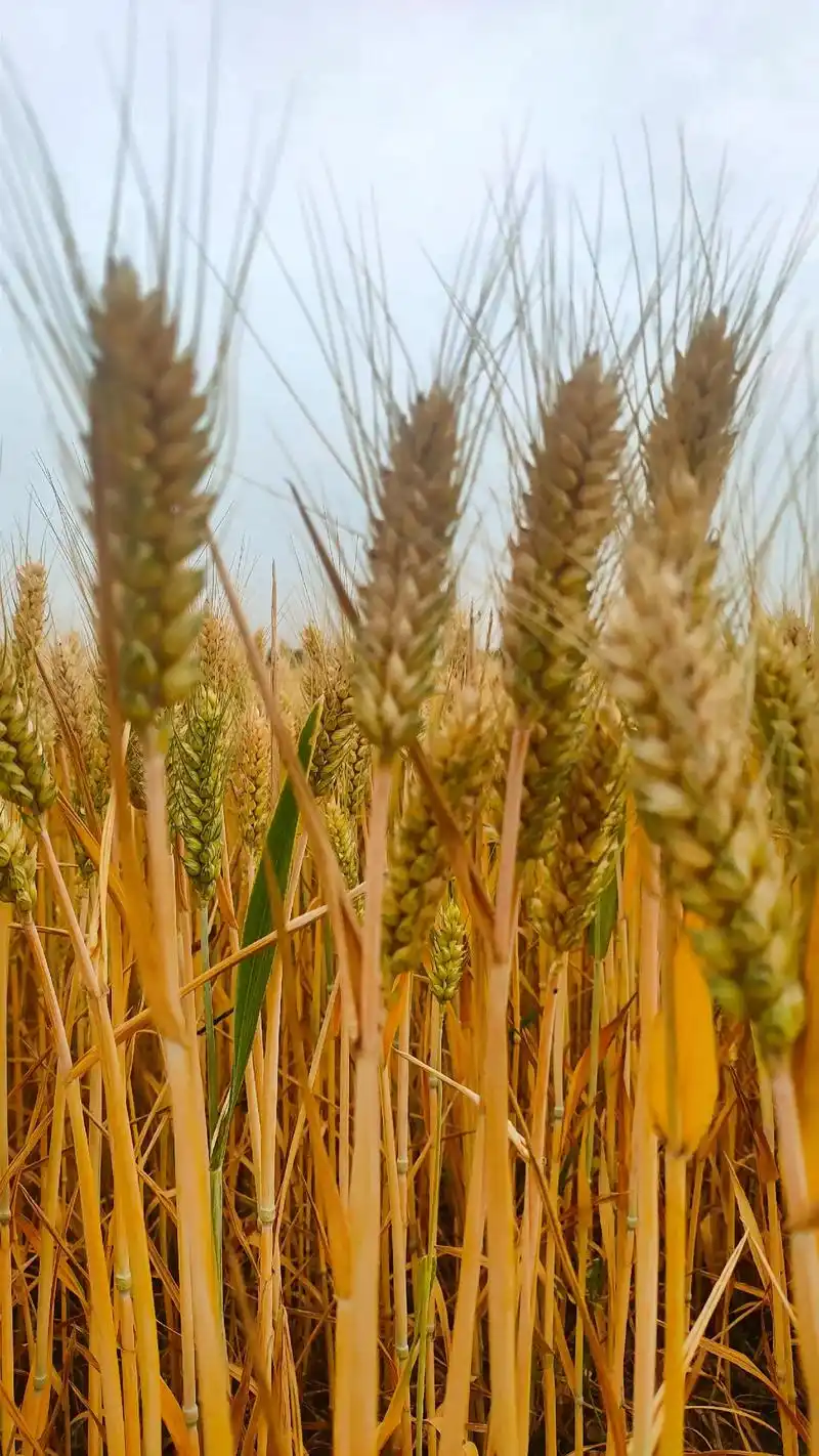 丰收在望  小麦已成熟,如果你在外边累了,就回家看看,农村 - 抖音