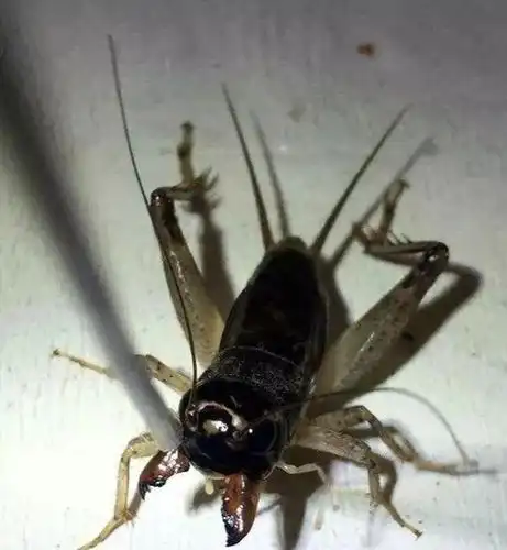 红牙黄大头蟋蟀!肉身细腻,六足如玉好南虫!数年难得!