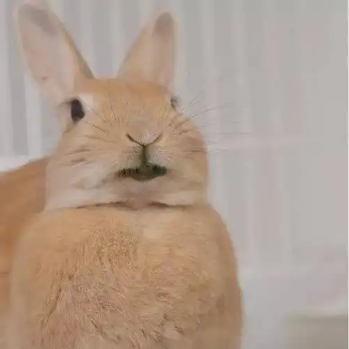 ins上因胖走红的兔兔 胖到脖子都没了站着也像躺着